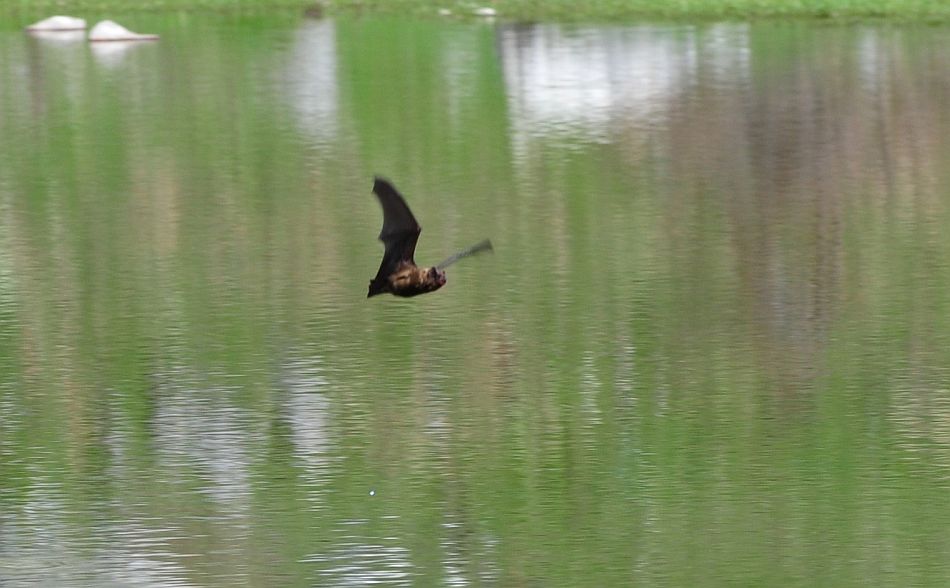 Chirottero sul lago di giorno